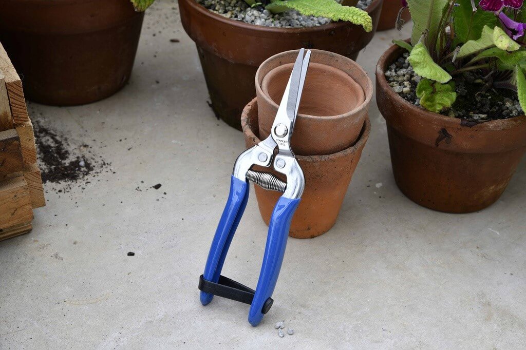 Gardening shears with blue handles on a concrete surface with potted plants in the background.
