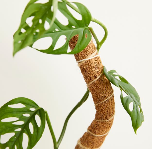 Monstera plant with a textured stem grow pole against a light background