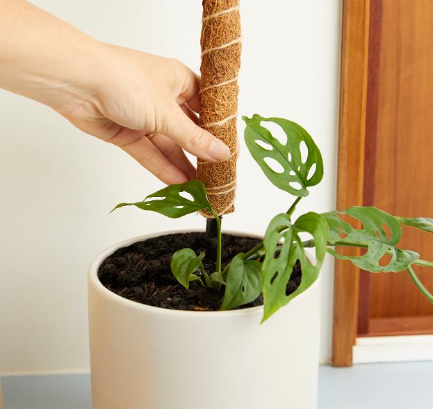 Person holding a potted plant with a coco climber pole against a neutral background