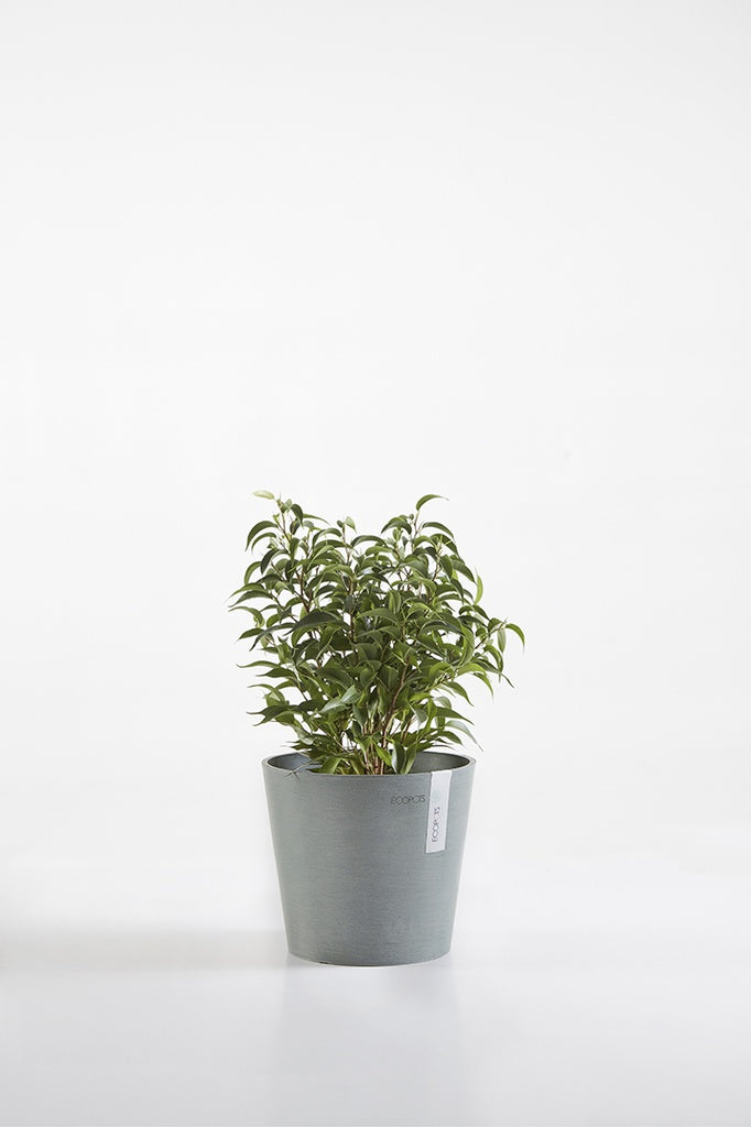 EcoPots Amsterdam Mini 17cm diameter Blue Grey with plant
