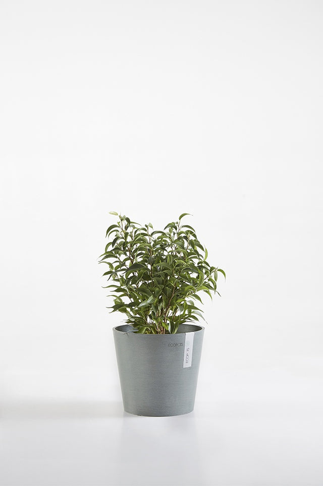 EcoPots Amsterdam Mini 17cm diameter Blue Grey with plant