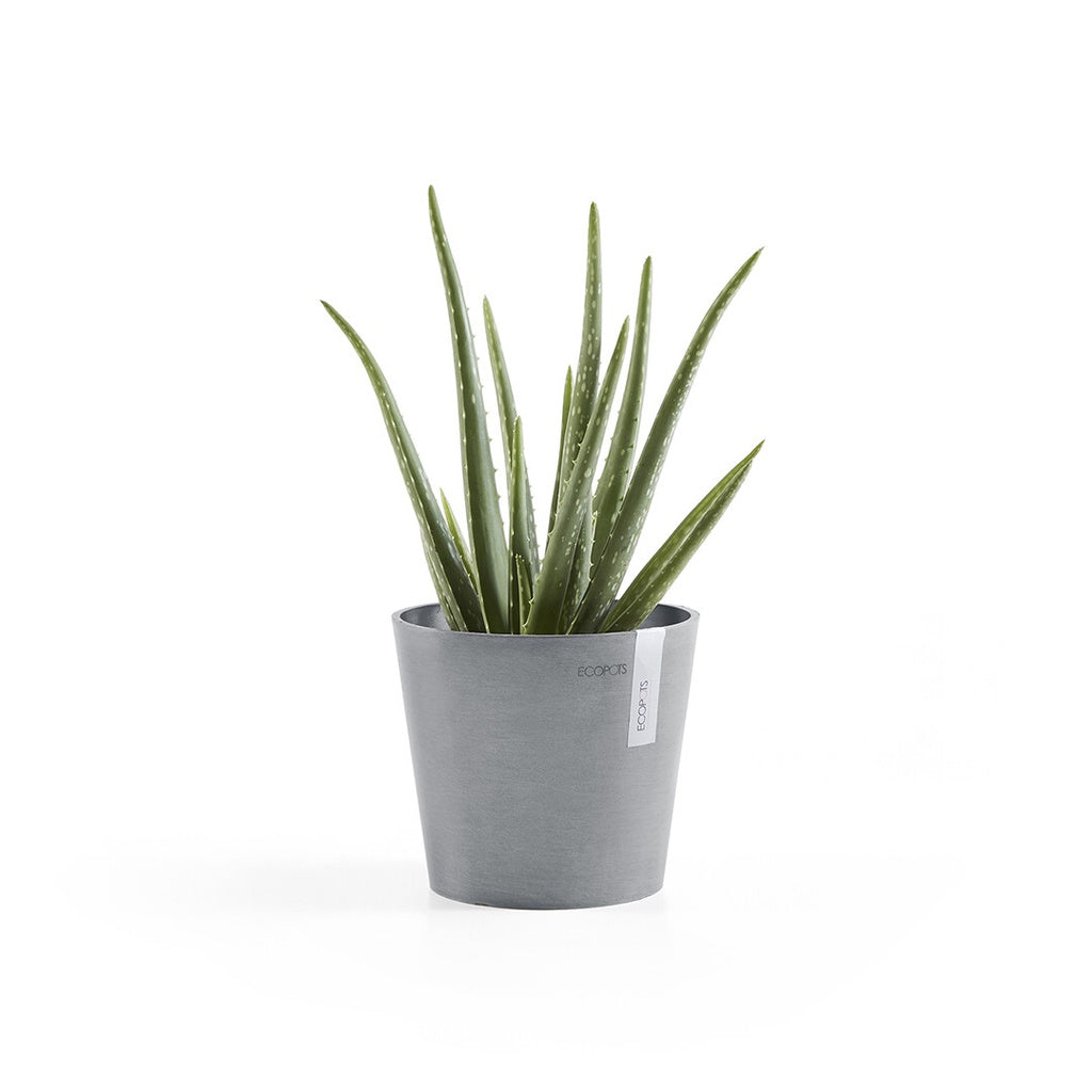 EcoPots Amsterdam Mini 17cm diameter Blue Grey with catcus