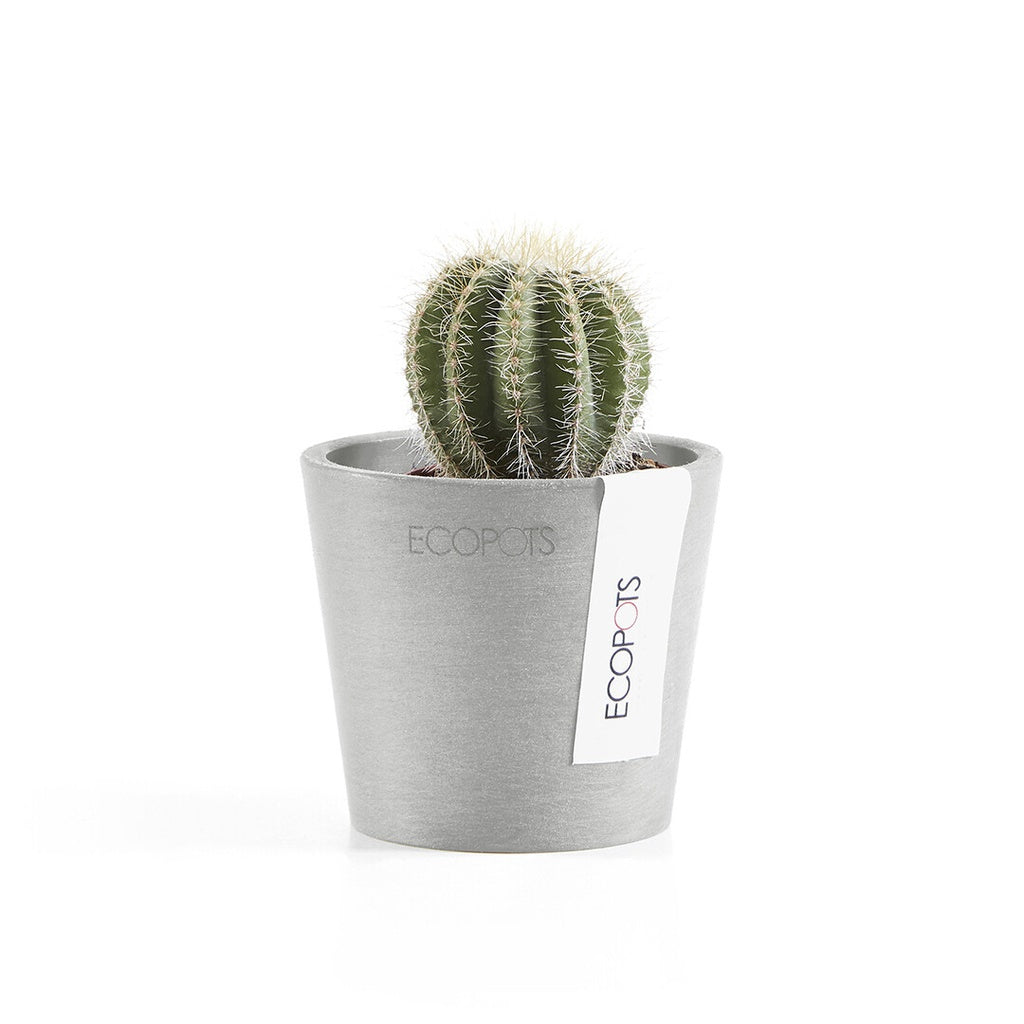 Cactus in a gray pot with 'ECOPOTS' label on a white background