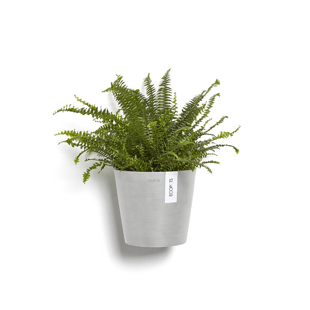 Potted fern plant in a gray pot on a white background