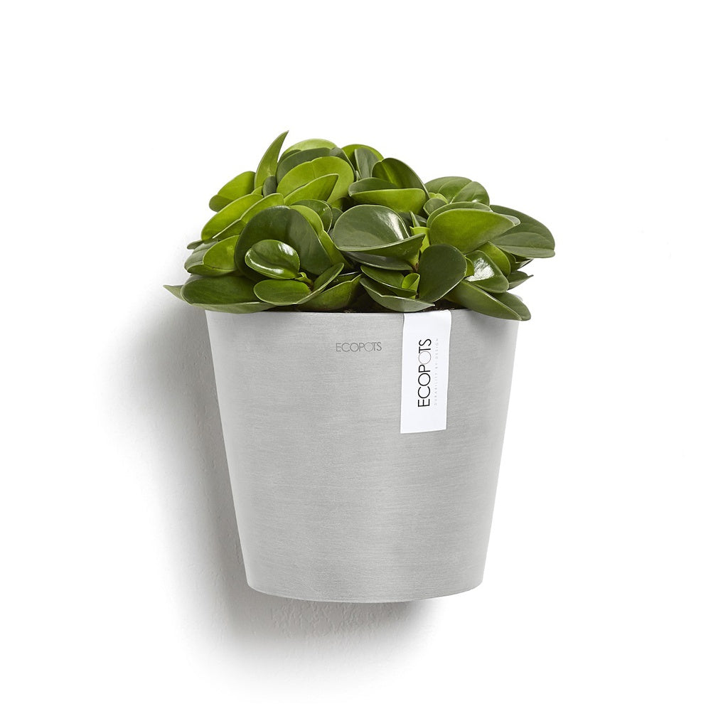 Green potted plant in a white pot with 'ECOPOTS' label on a white background