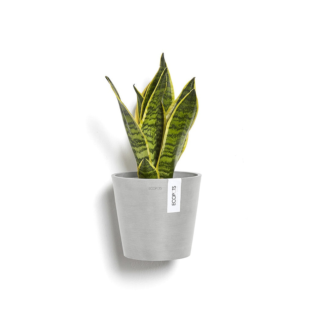 Green snake plant in a gray pot on a white background