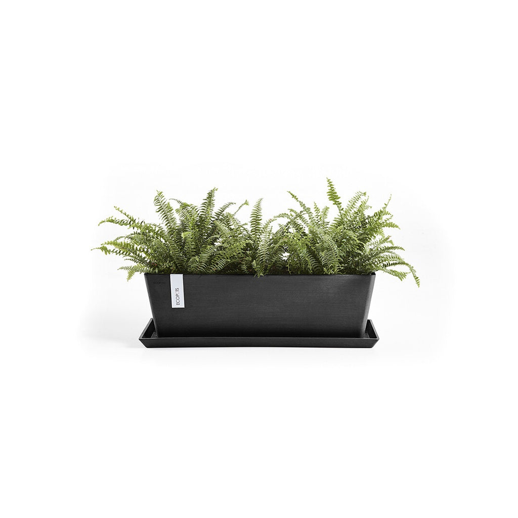 Black rectangular planter with green ferns on a white background
