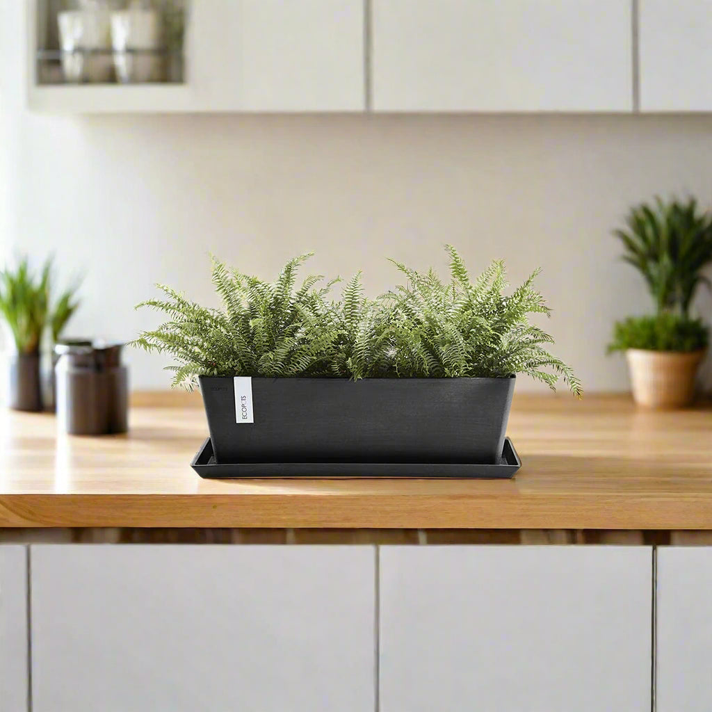 Black rectangular planter with green ferns on a white background