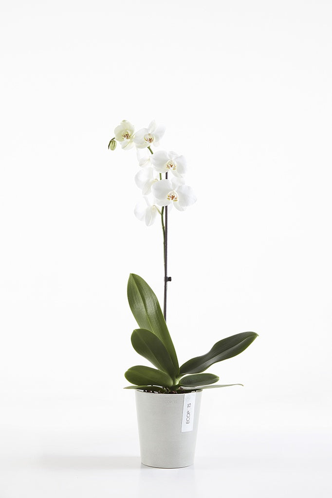 White orchid plant in a pot on a white background