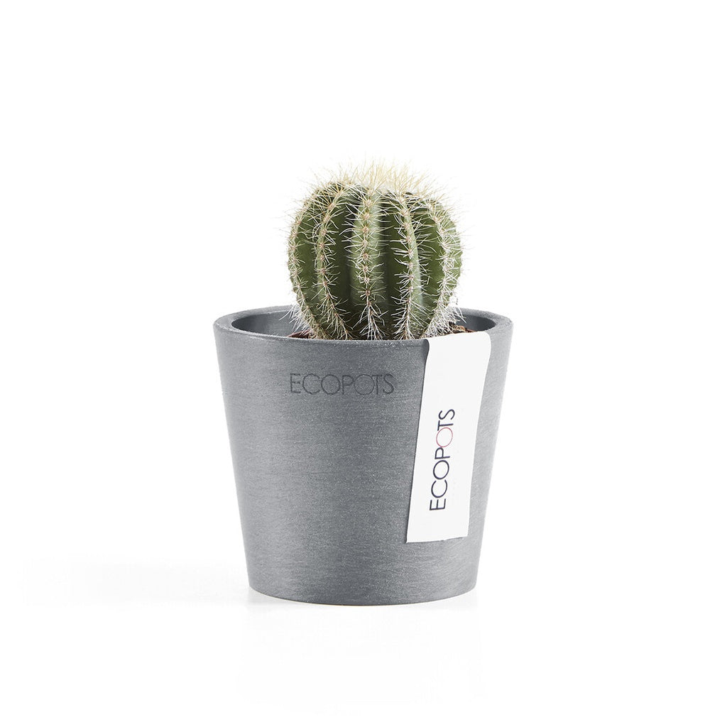 EcoPots Amsterdam Mini 8cm Blue Grey with catcus