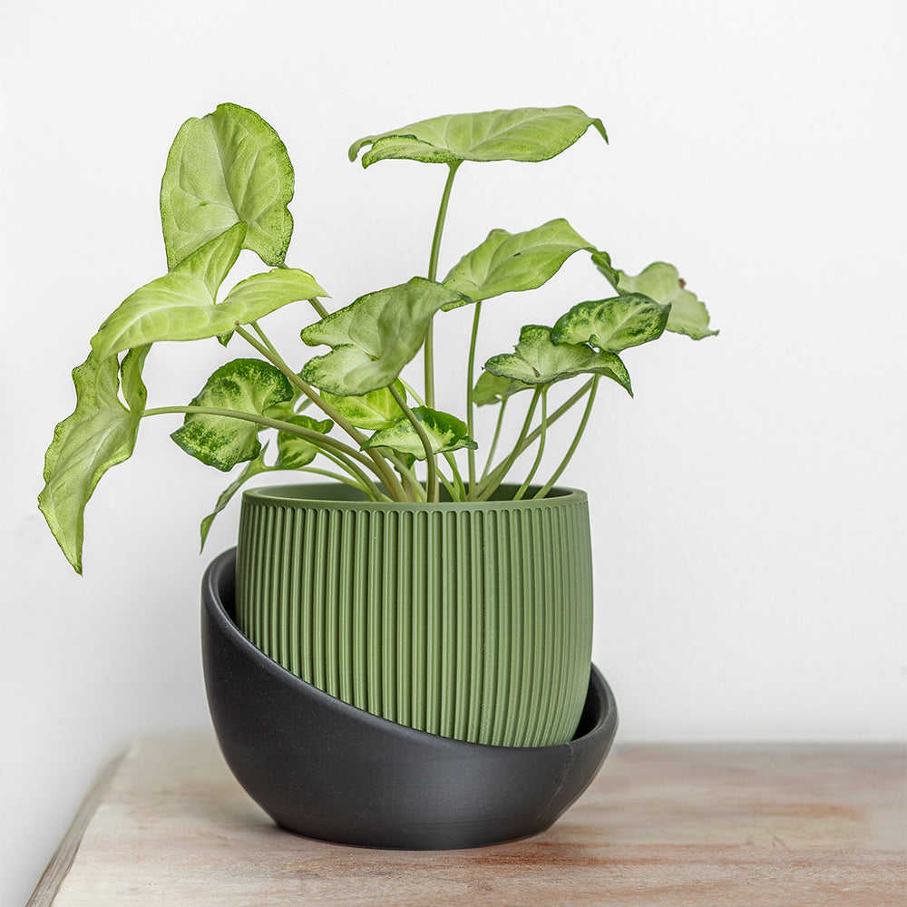 The Cradle Tabletop Planter - Regular