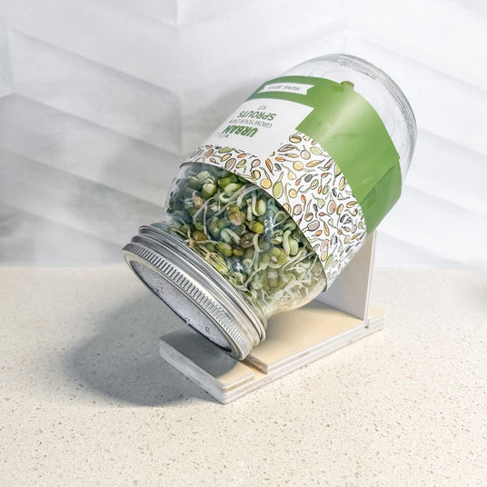 Clear jar with green lid containing sprouts on a white background