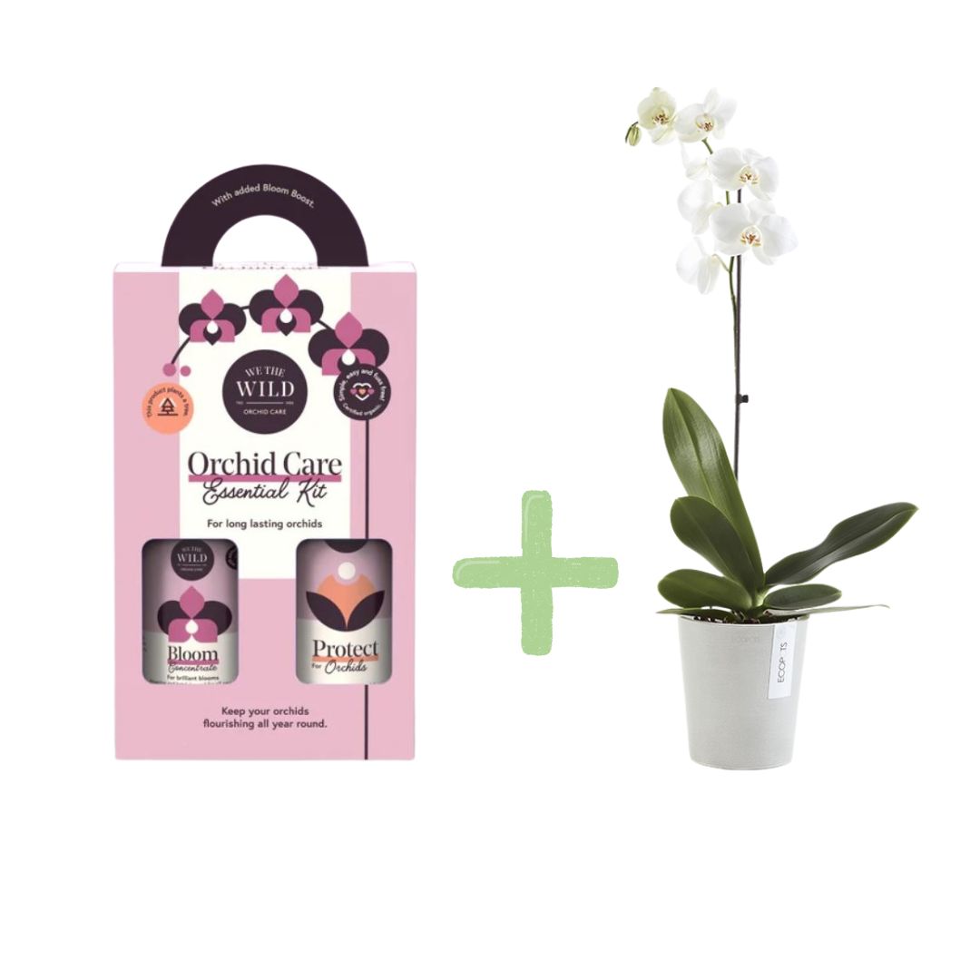Orchid Bloom & Style Bundle: 'We the Wild' Orchid Care Duo Kit + Ecopots Morinda Orchid Pot White Grey