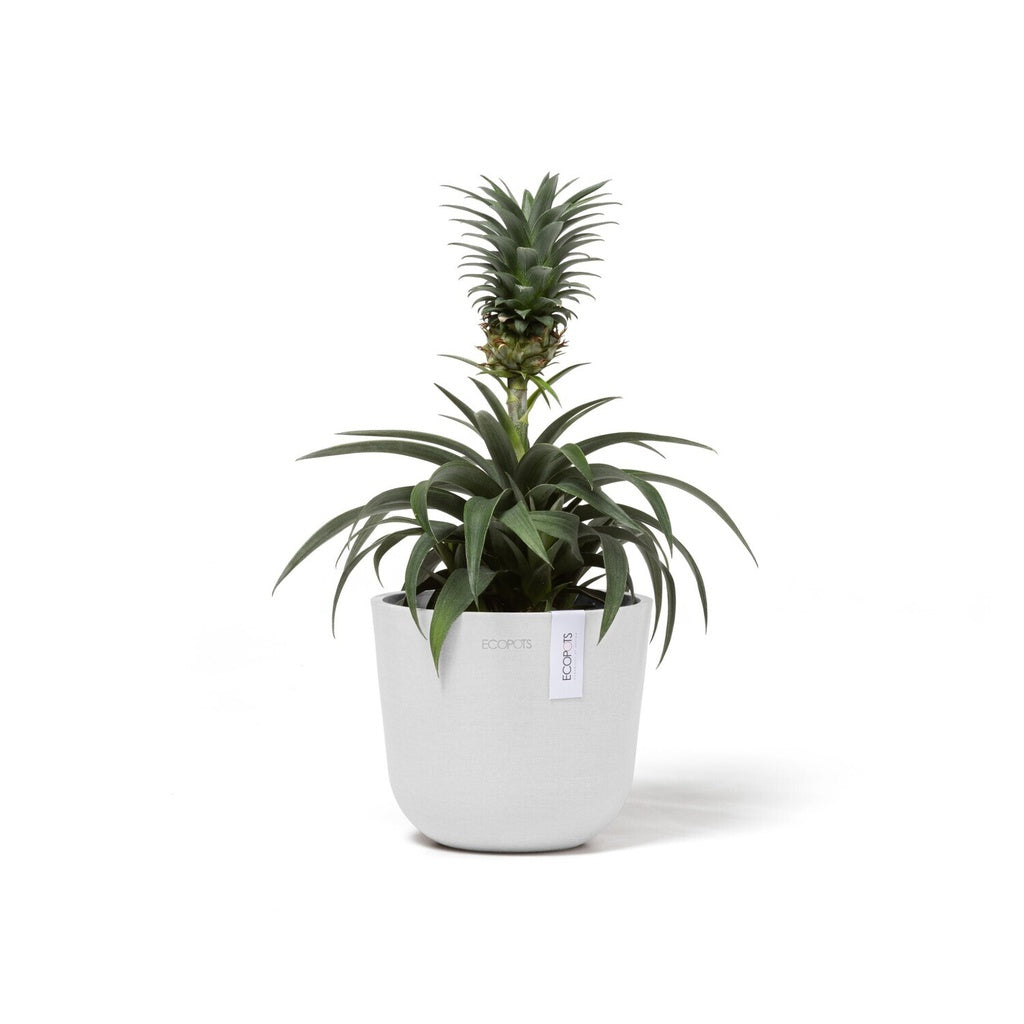 EcoPots Oslo Mini 16 Plant pot plant