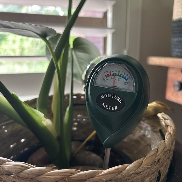 Moisture meter in a potted plant with a window in the background