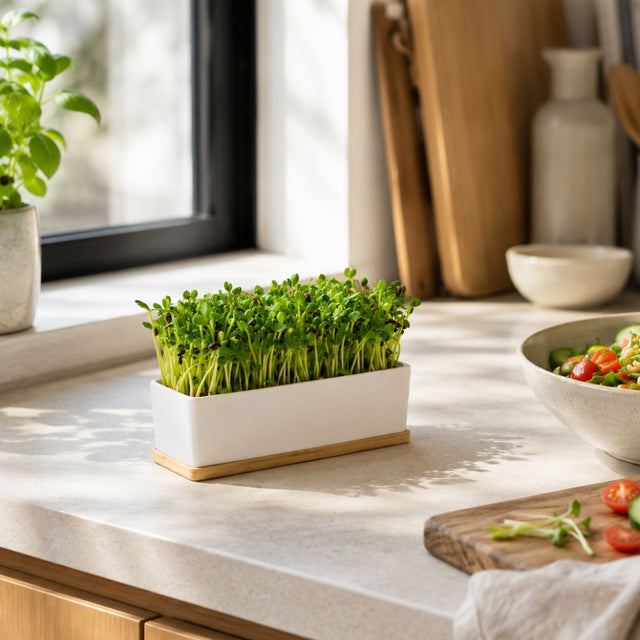 Urban Greens Sunflower Sprouts Growing Kit
