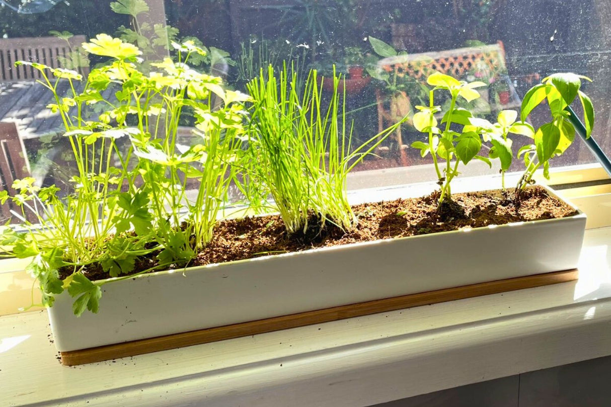 Herb garden in a white container on a windowsill with a view of a garden outside.
