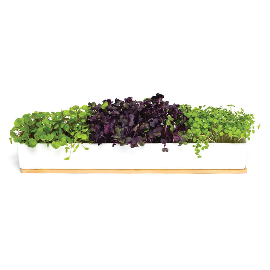 Rectangular planter with green and purple microgreens on a white background
