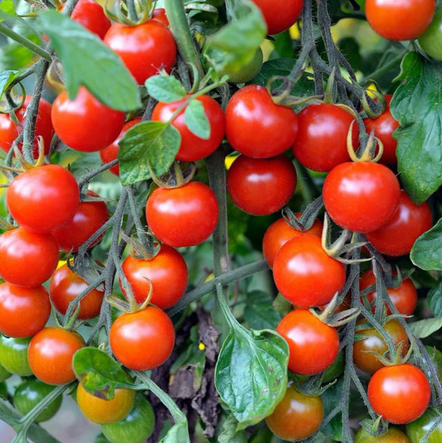 tomato seeds