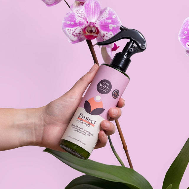 Orchid Bloom & Style Bundle: 'We the Wild' Orchid Care Duo Kit + Ecopots Morinda Orchid Pot White Grey