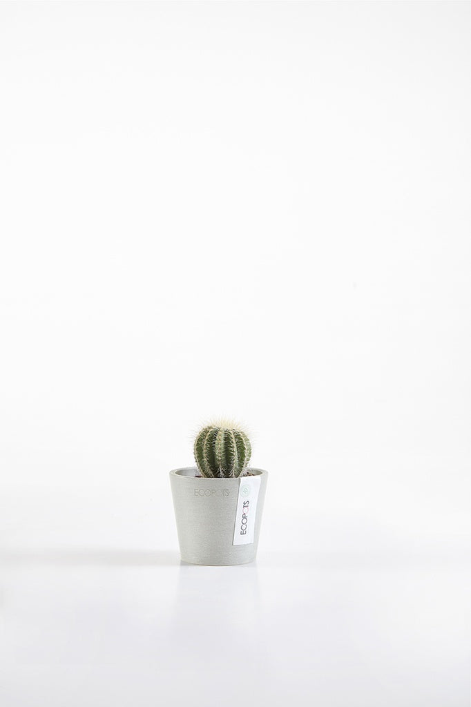 Small cactus in a pot on a white background