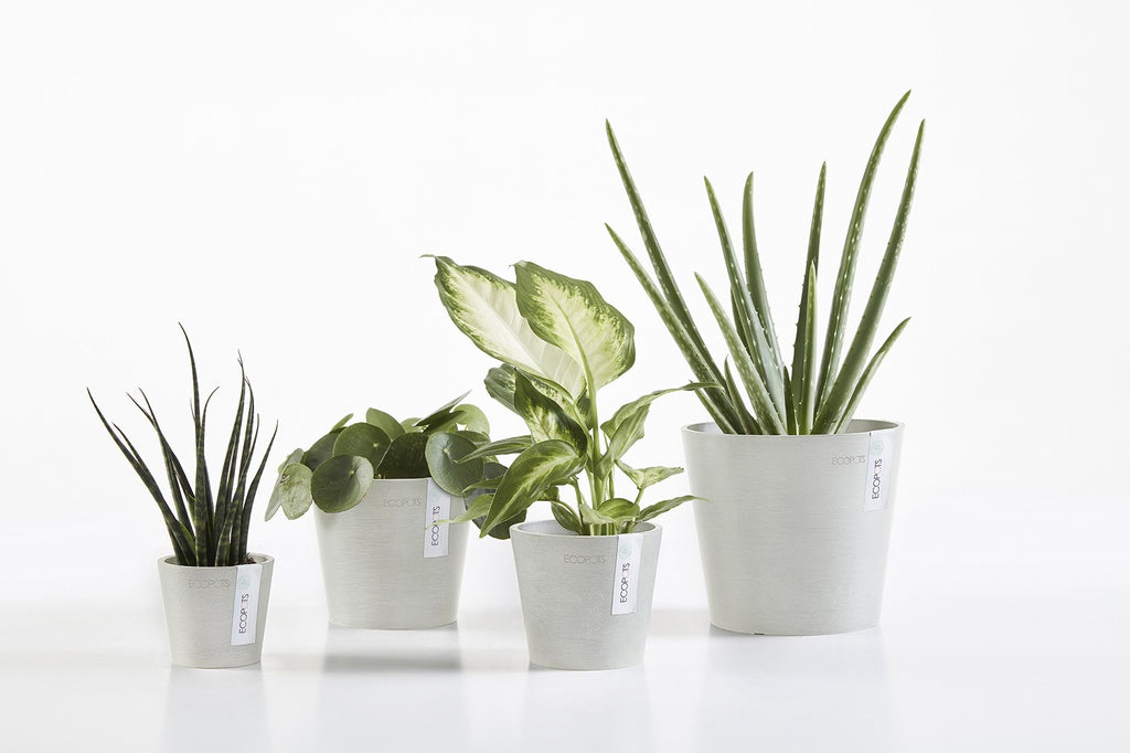Four potted plants in white pots on a white background