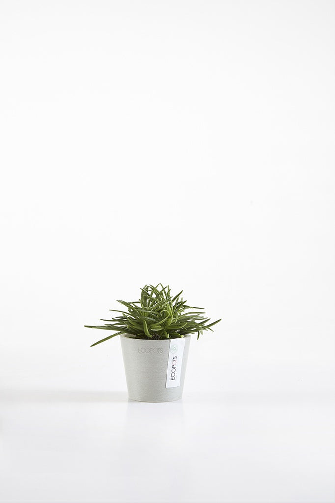 Small potted plant on a white background
