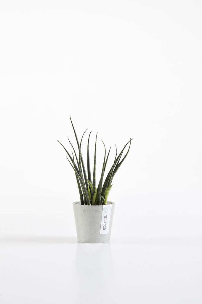 Potted plant on a white background