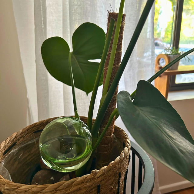 We the Wild - Self‑Watering Plant Globes: Set of 2 Pack