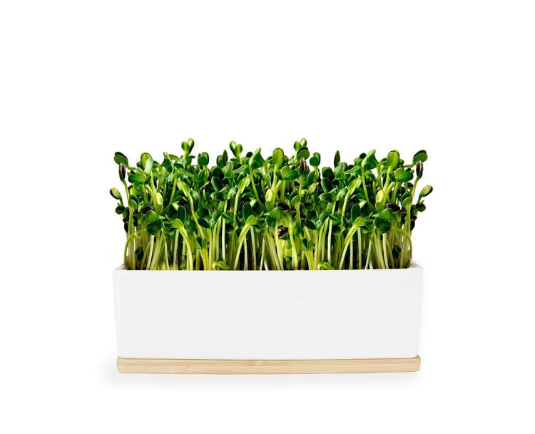 Small white container with green microgreens on a white background