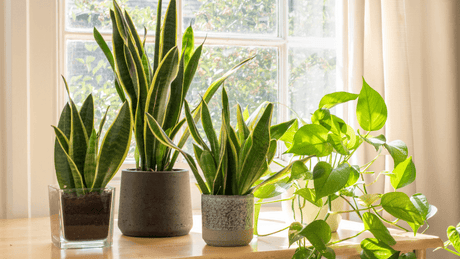 The Best Air Purifying Indoor Plants for Urban Homes