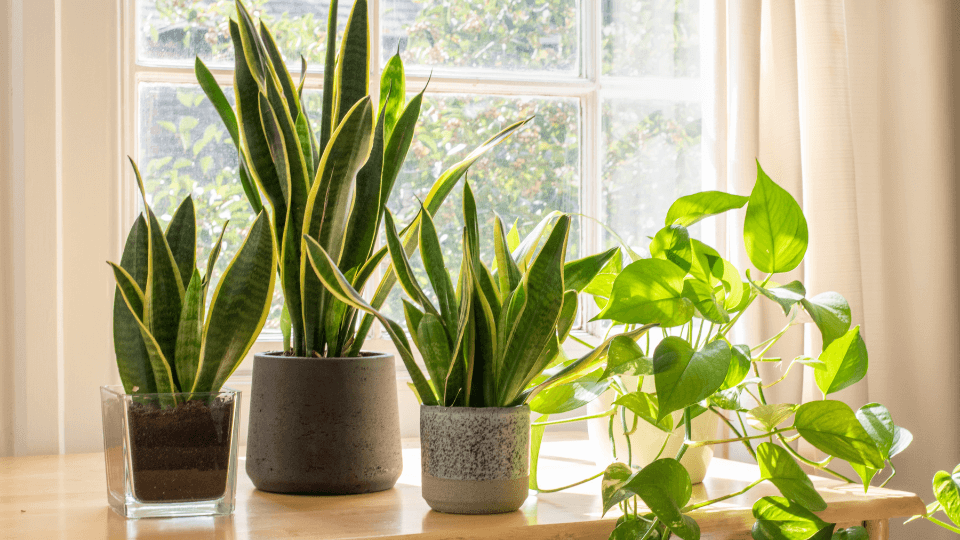 The Best Air Purifying Indoor Plants for Urban Homes