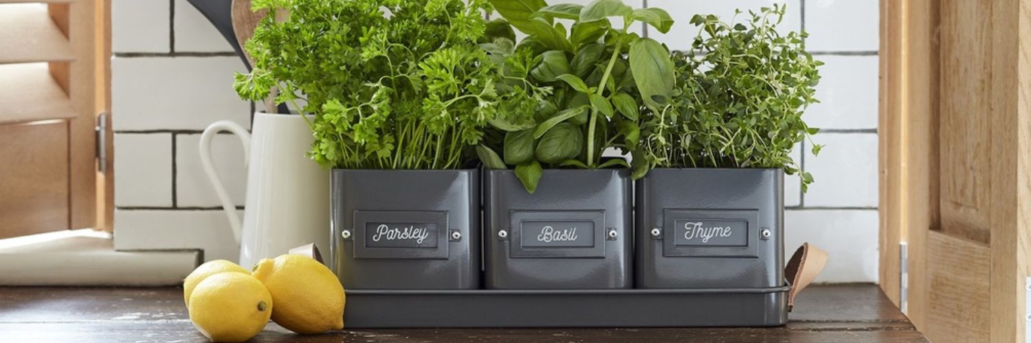 fresh herbs growing on the kitchen counter