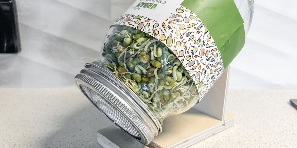 How to Grow Mung Bean Sprouts at Home - Easy Sprouting Guide for ...