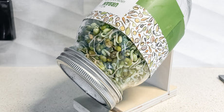 How to Grow Mung Bean Sprouts at Home: A Complete Guide