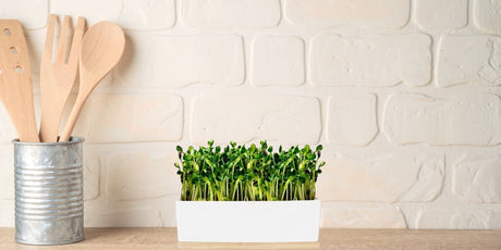 How to Grow Sunflower Sprouts with our Growing Kit and Recipe ideas