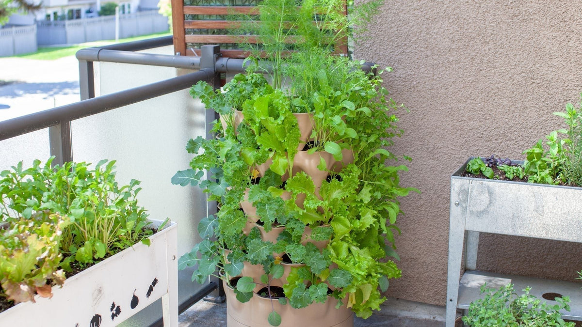 What to Grow in Small Spaces- The Australian Small Space Planting ...