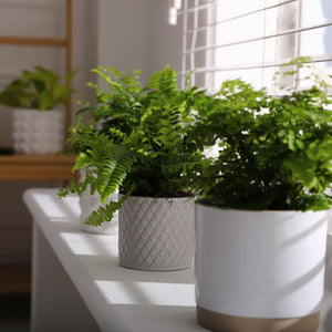Decorative Indoor Pots