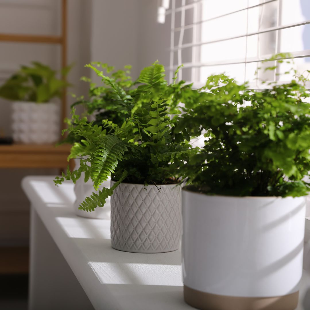 Decorative Indoor Pots