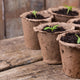 Gardening Starter Kits