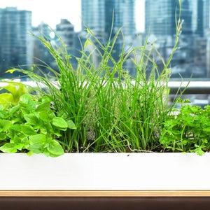 Windowsill Planters