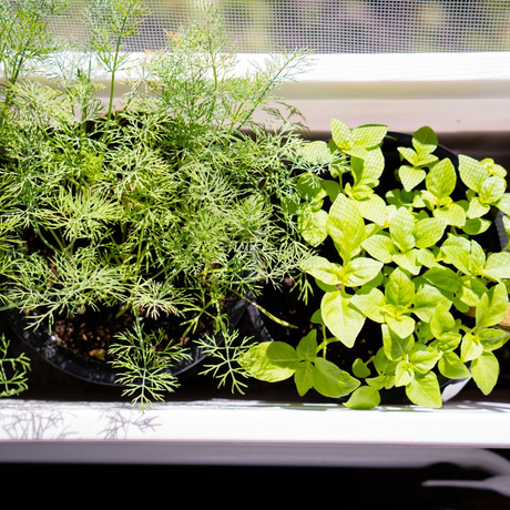 herbs growing in a planter on the windowsill 