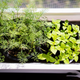 Indoor Gardening Kits