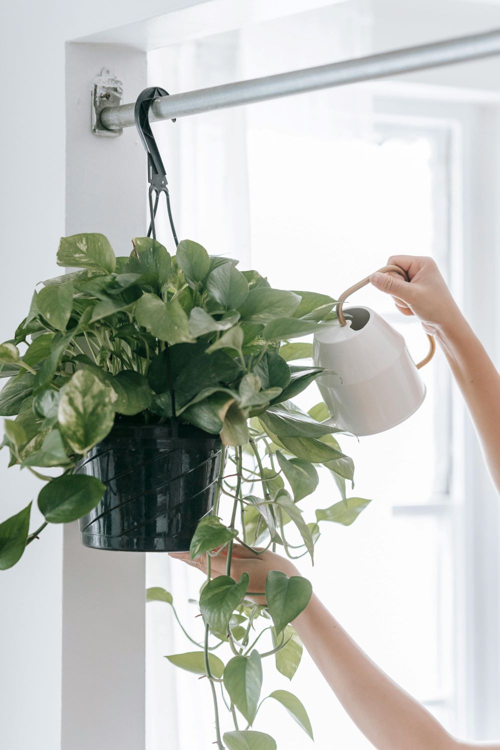indoor watering can and plant