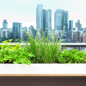 Windowsill Herb Kits