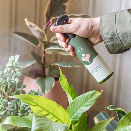 Plant Fertilisers and Care Kits