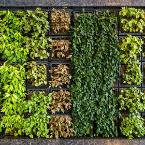 Vertical and Wall Planters
