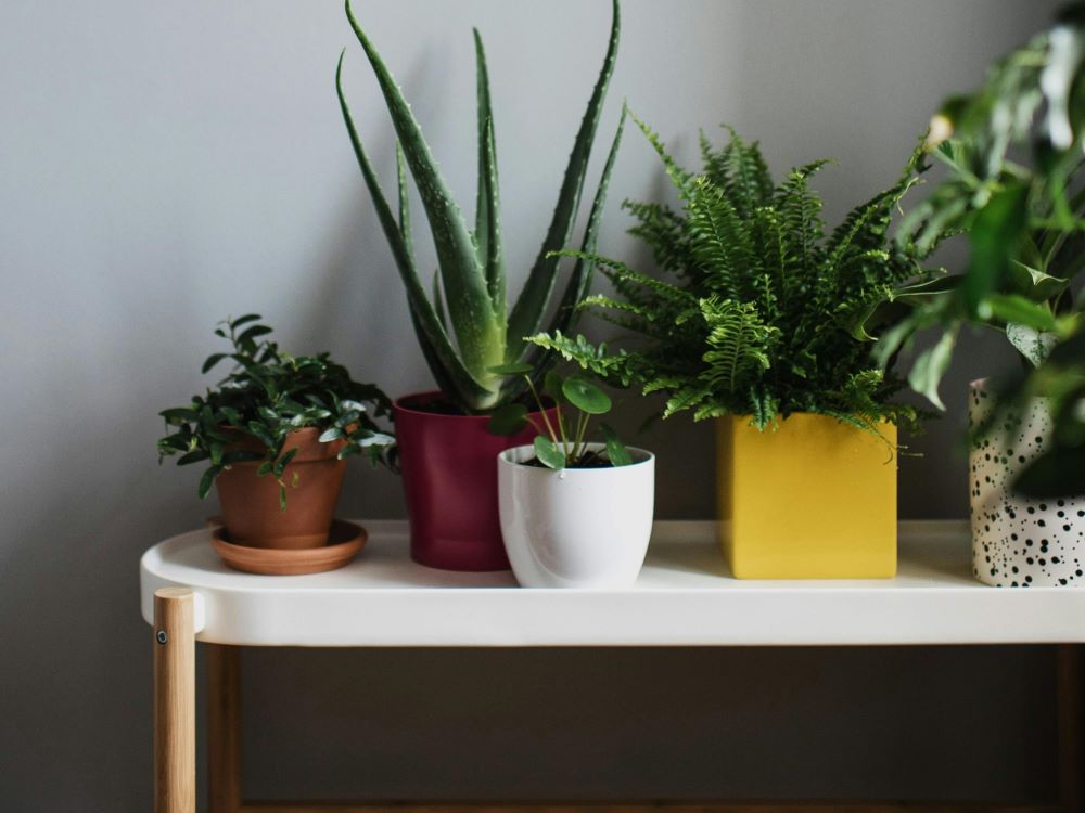 Pots and Planters