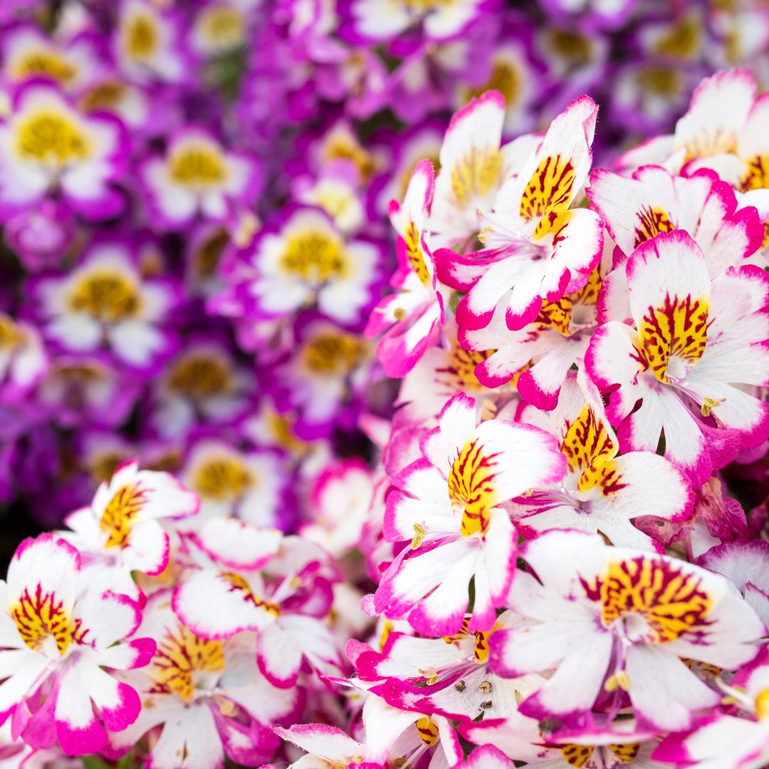 Flower Seeds and Kits