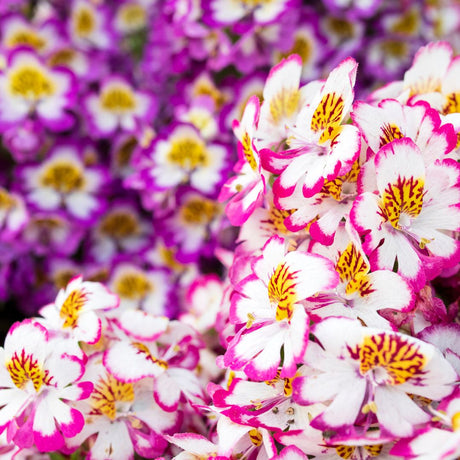 Flower Seeds and Kits